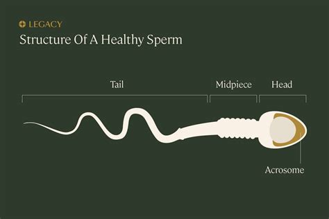 how long does it take for precum to die|Sperm: How Long Sperm Live, Sperm Count, and。